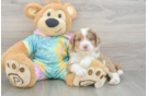 Mini Aussiedoodle Pup Being Cute