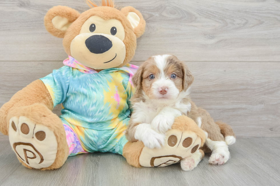 Mini Aussiedoodle Pup Being Cute