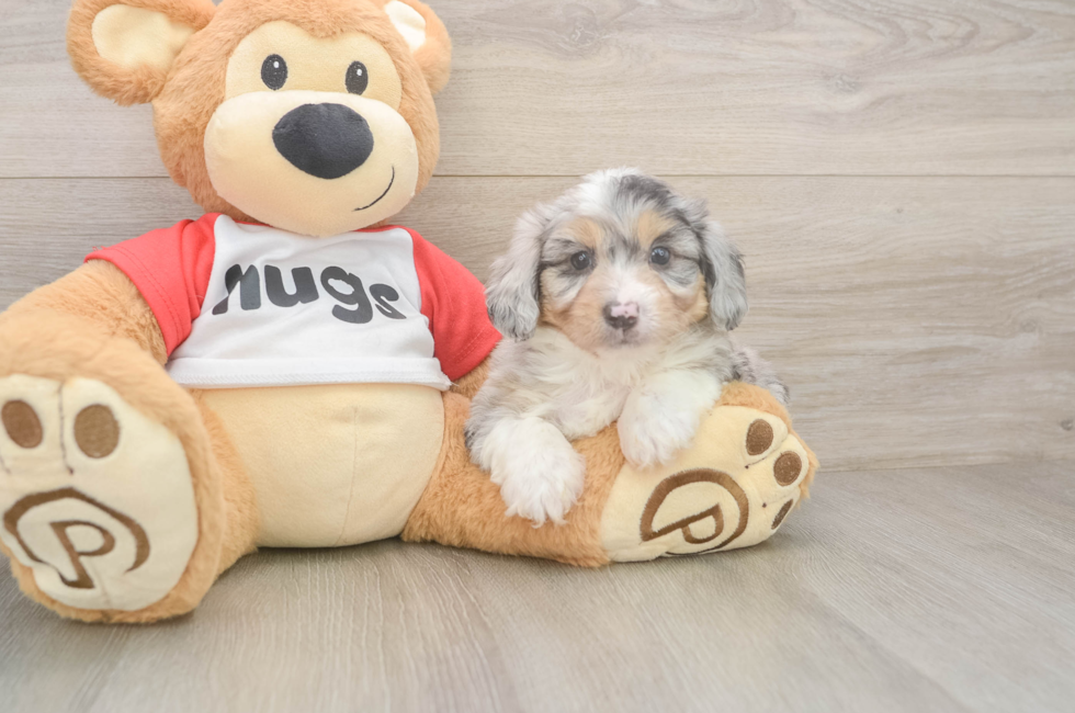 6 week old Mini Aussiedoodle Puppy For Sale - Premier Pups