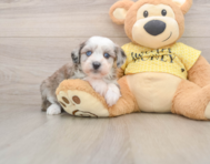 8 week old Mini Aussiedoodle Puppy For Sale - Premier Pups