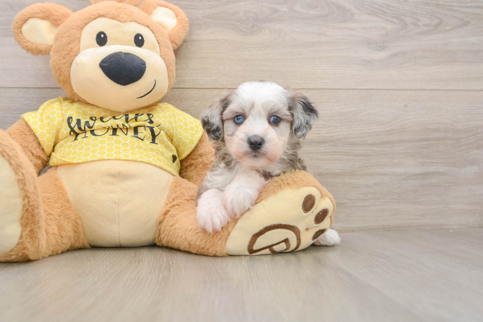 Cute Mini Aussiedoodle Baby