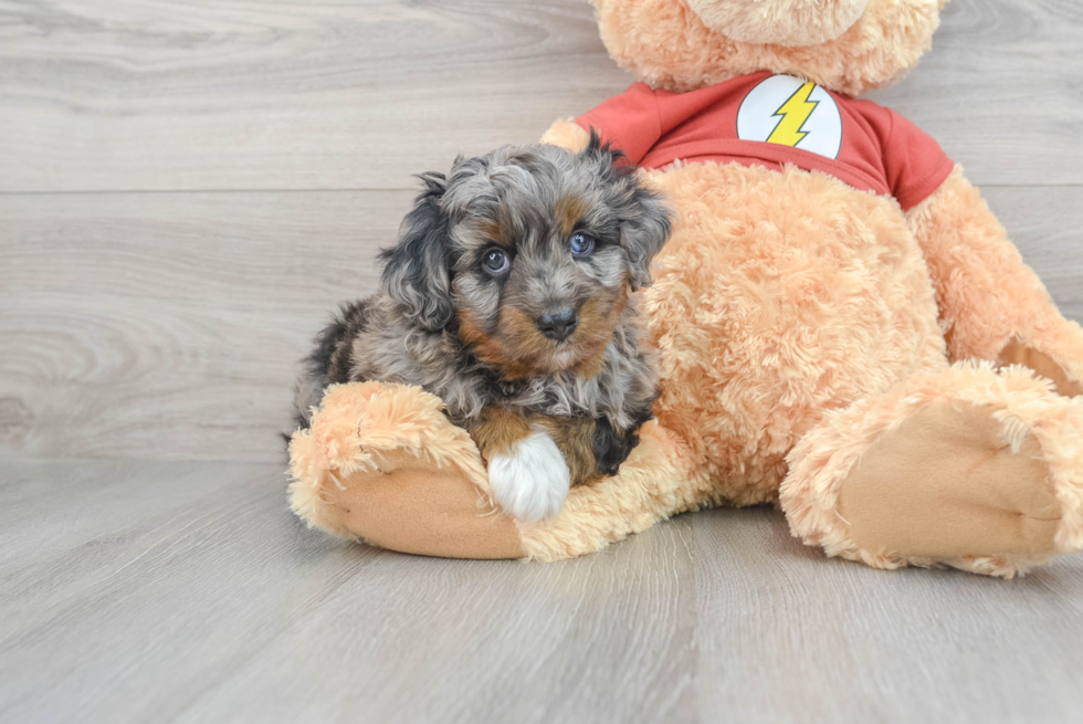 Sweet Mini Aussiedoodle Baby