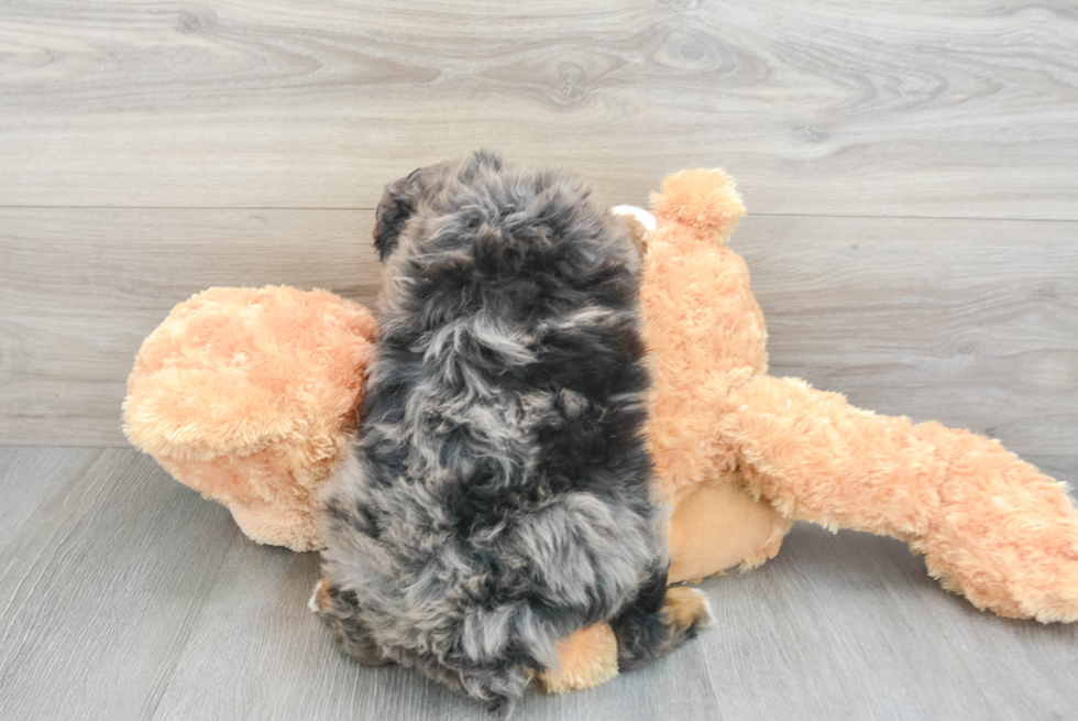 Cute Mini Aussiedoodle Baby