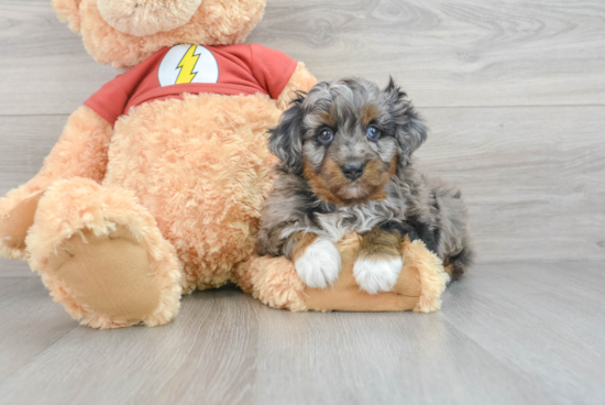 Mini Aussiedoodle Pup Being Cute