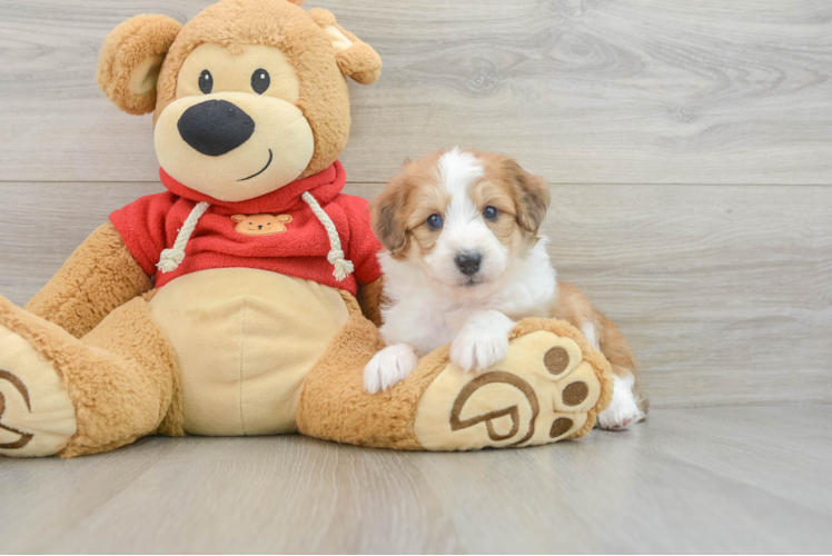 Smart Mini Aussiedoodle Poodle Mix Pup