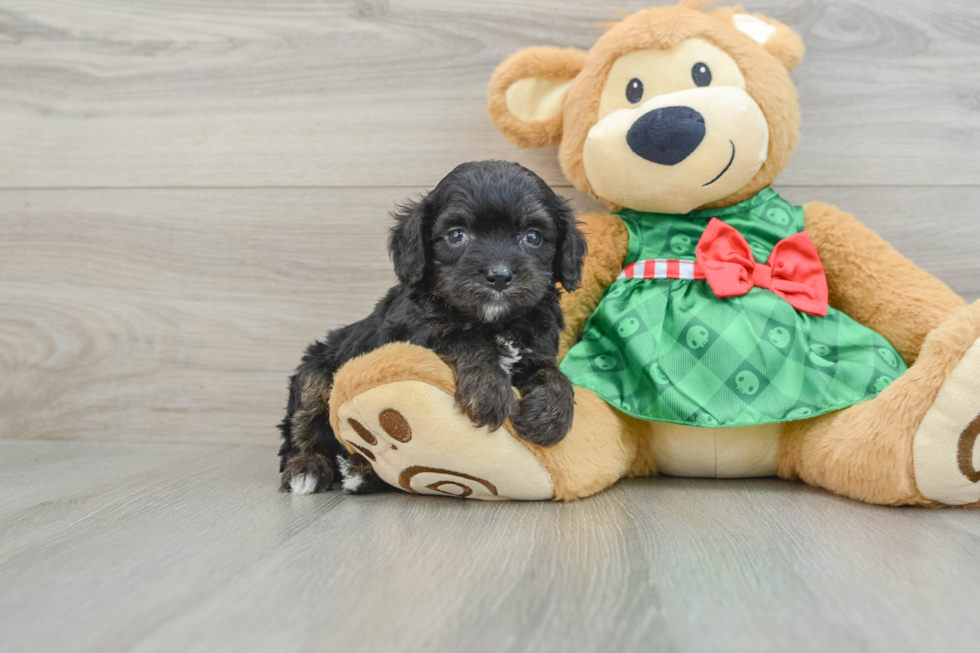 Funny Mini Aussiedoodle Poodle Mix Pup