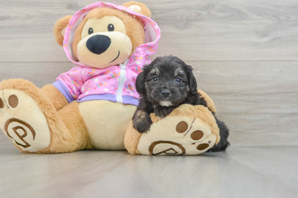 5 week old Mini Aussiedoodle Puppy For Sale - Premier Pups