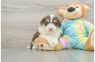 Adorable Mini Australian Shepherd X Poodle Mix Poodle Mix Puppy