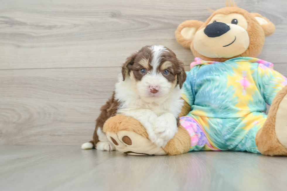 Adorable Mini Australian Shepherd X Poodle Mix Poodle Mix Puppy