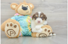 Mini Aussiedoodle Puppy for Adoption