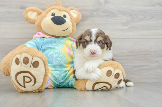 Mini Aussiedoodle Puppy for Adoption