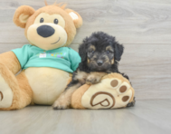 7 week old Mini Aussiedoodle Puppy For Sale - Premier Pups