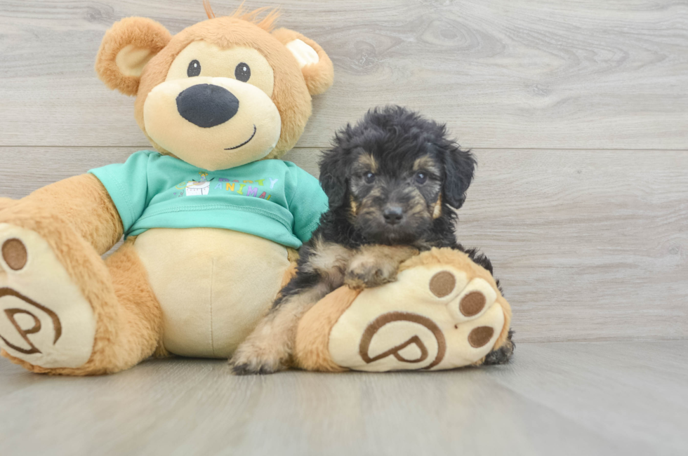 5 week old Mini Aussiedoodle Puppy For Sale - Premier Pups