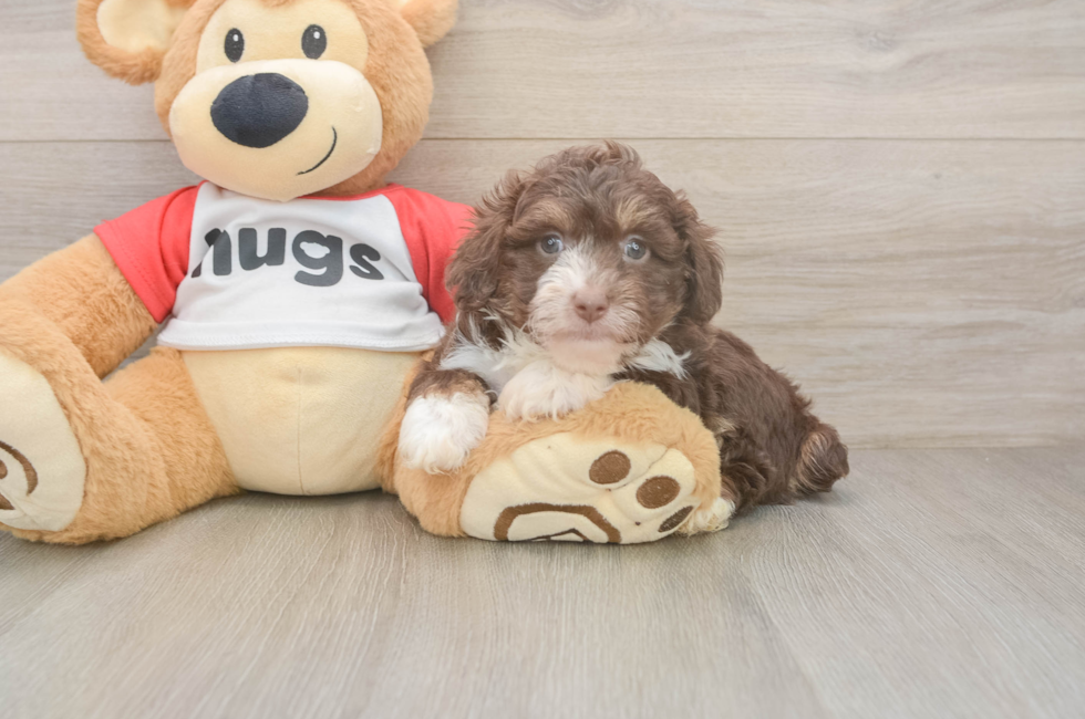 6 week old Mini Aussiedoodle Puppy For Sale - Premier Pups