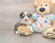 7 week old Mini Aussiedoodle Puppy For Sale - Premier Pups