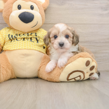 Mini Aussiedoodle Puppy for Adoption