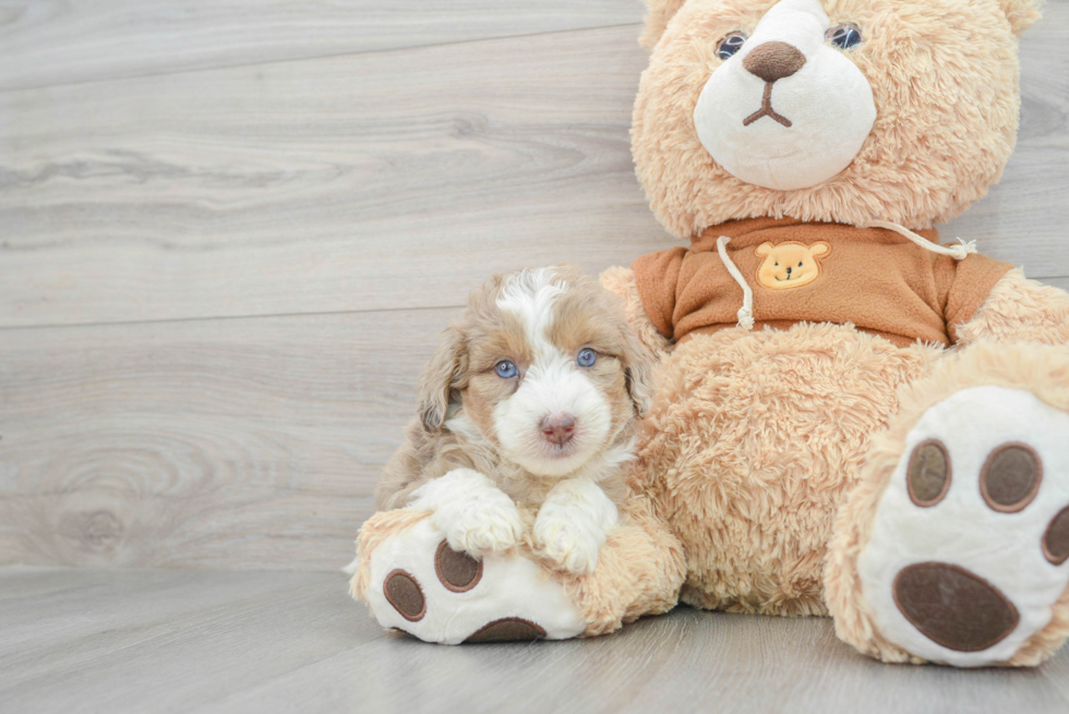 Playful Aussiepoo Poodle Mix Puppy