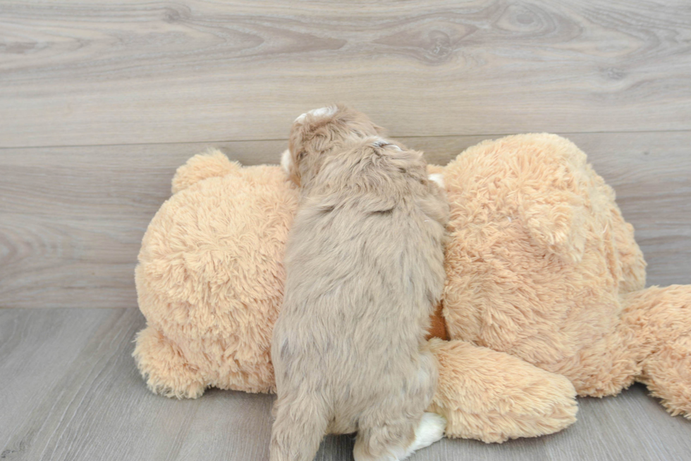 Mini Aussiedoodle Pup Being Cute