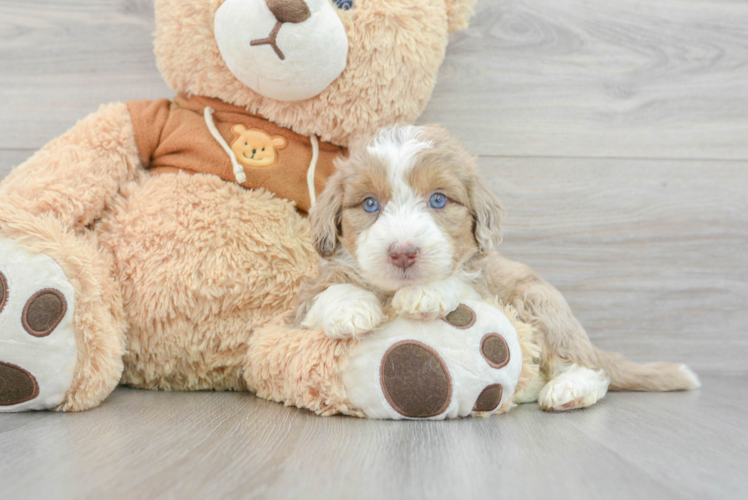 Funny Mini Aussiedoodle Poodle Mix Pup