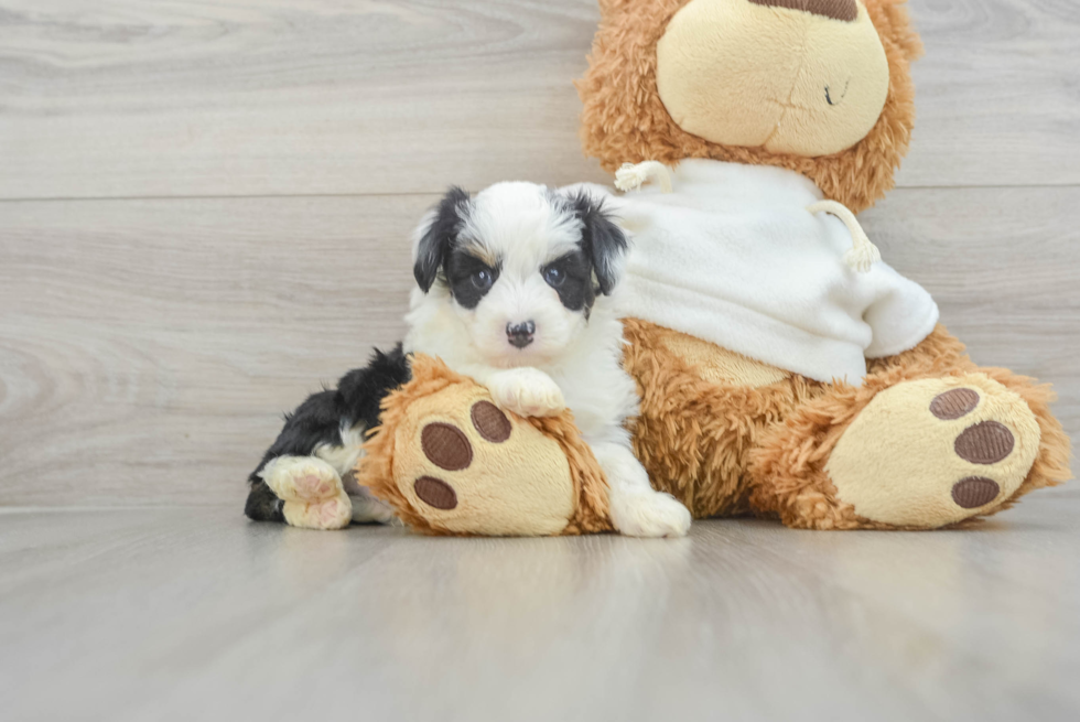 Mini Aussiedoodle Puppy for Adoption