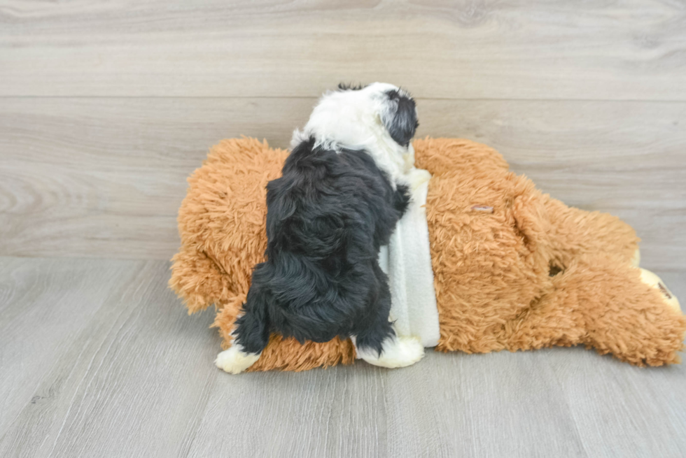 Mini Aussiedoodle Puppy for Adoption