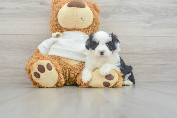 Mini Aussiedoodle Puppy for Adoption