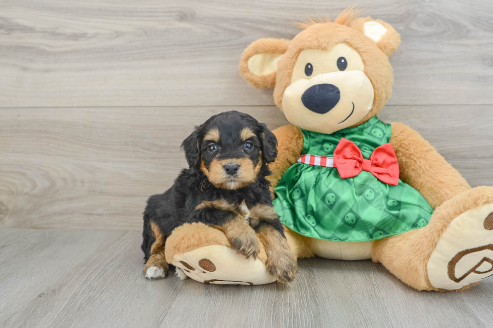 Best Mini Aussiedoodle Baby