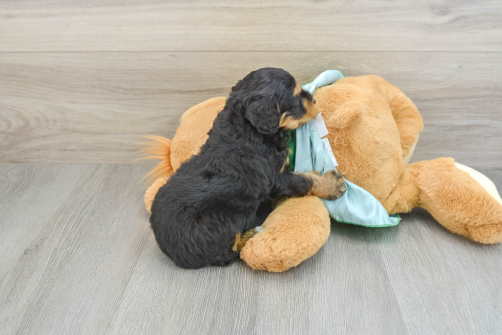 Best Mini Aussiedoodle Baby