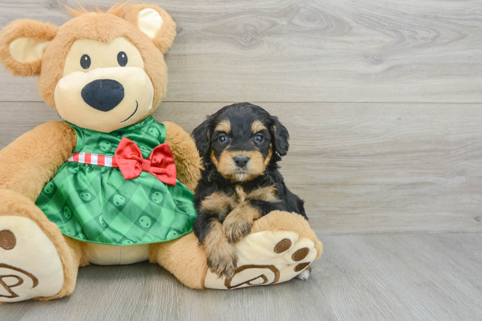 Mini Aussiedoodle Puppy for Adoption