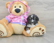 8 week old Mini Aussiedoodle Puppy For Sale - Premier Pups