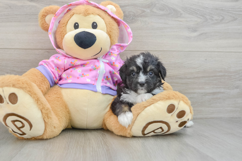 5 week old Mini Aussiedoodle Puppy For Sale - Premier Pups