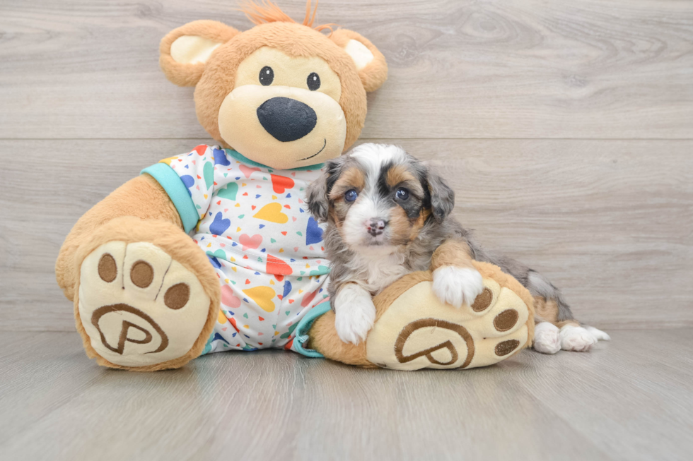 Mini Aussiedoodle Pup Being Cute