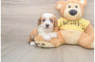 Mini Aussiedoodle Pup Being Cute