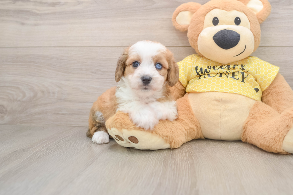 Mini Aussiedoodle Pup Being Cute