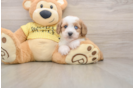 Mini Aussiedoodle Pup Being Cute
