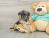 7 week old Mini Aussiedoodle Puppy For Sale - Premier Pups