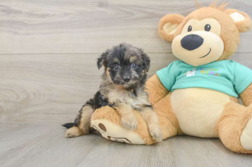 5 week old Mini Aussiedoodle Puppy For Sale - Premier Pups