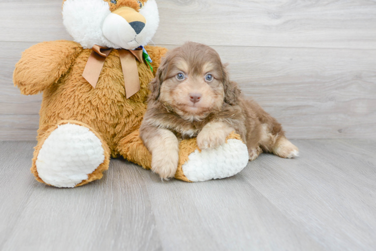 Cute Aussiepoo Poodle Mix Puppy
