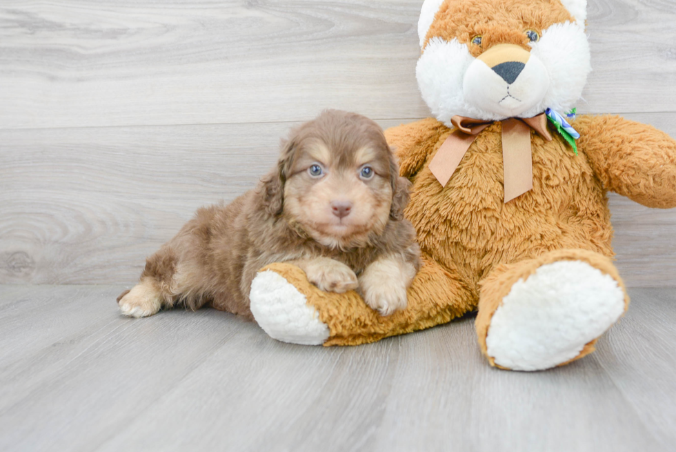 Mini Aussiedoodle Puppy for Adoption