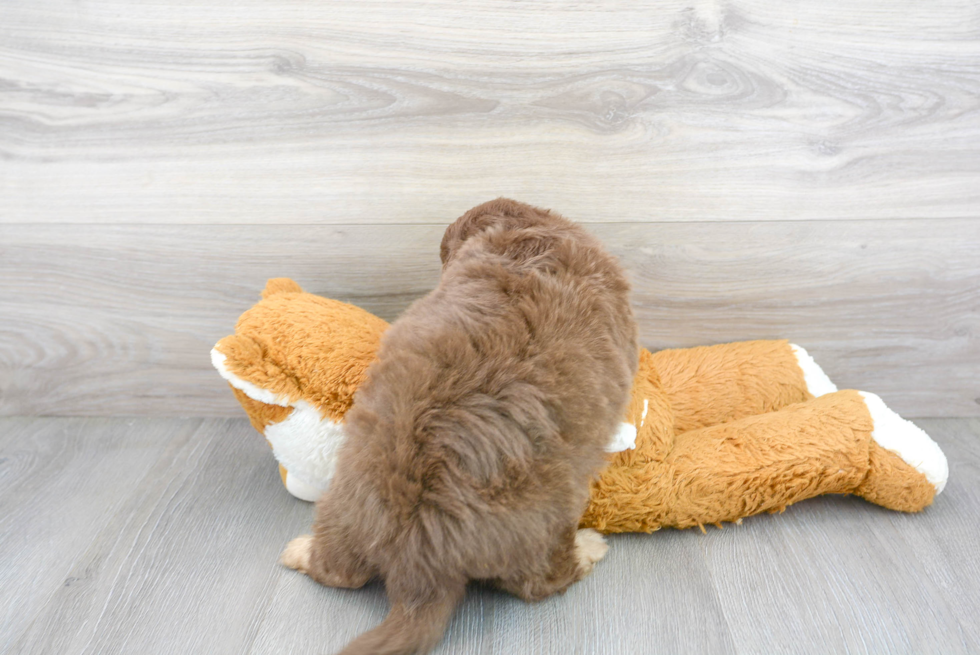 Mini Aussiedoodle Puppy for Adoption
