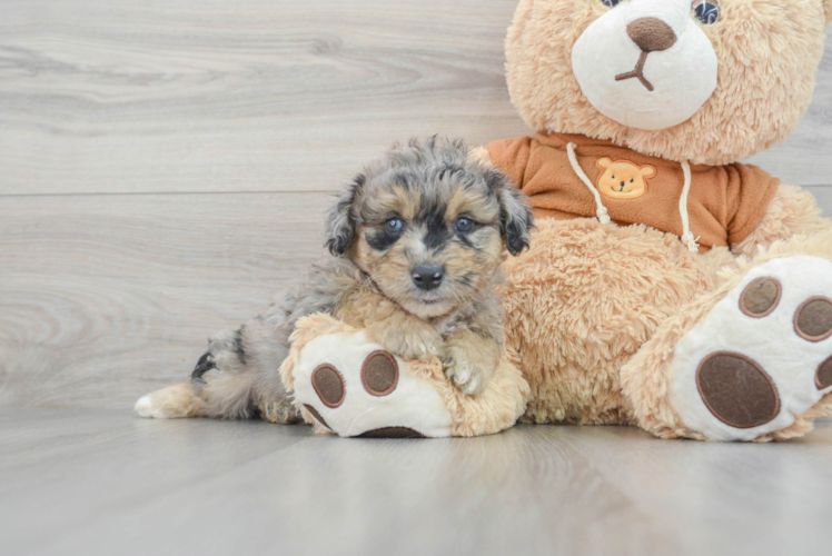 Smart Mini Aussiedoodle Poodle Mix Pup