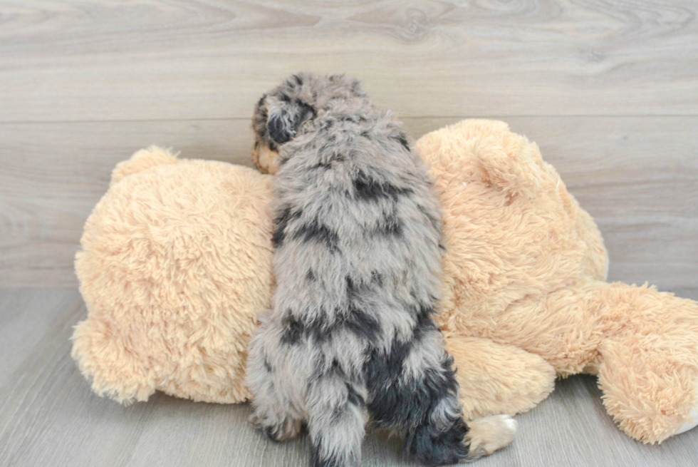 Happy Mini Aussiedoodle Baby