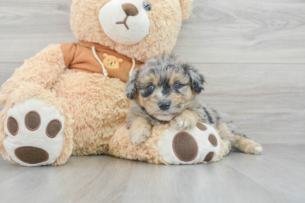 Smart Mini Aussiedoodle Poodle Mix Pup