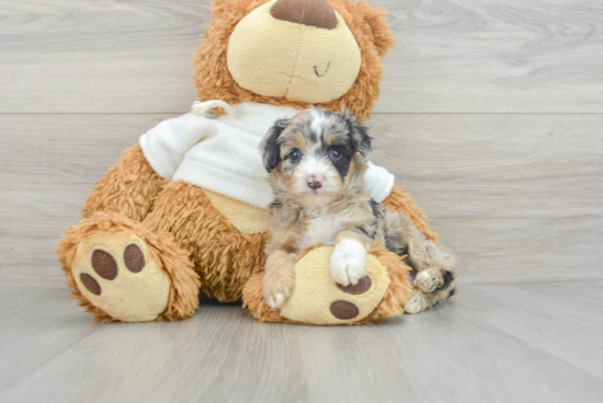 Mini Aussiedoodle Pup Being Cute