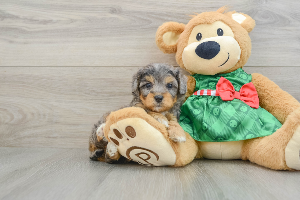 Best Mini Aussiedoodle Baby