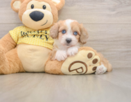 8 week old Mini Aussiedoodle Puppy For Sale - Premier Pups
