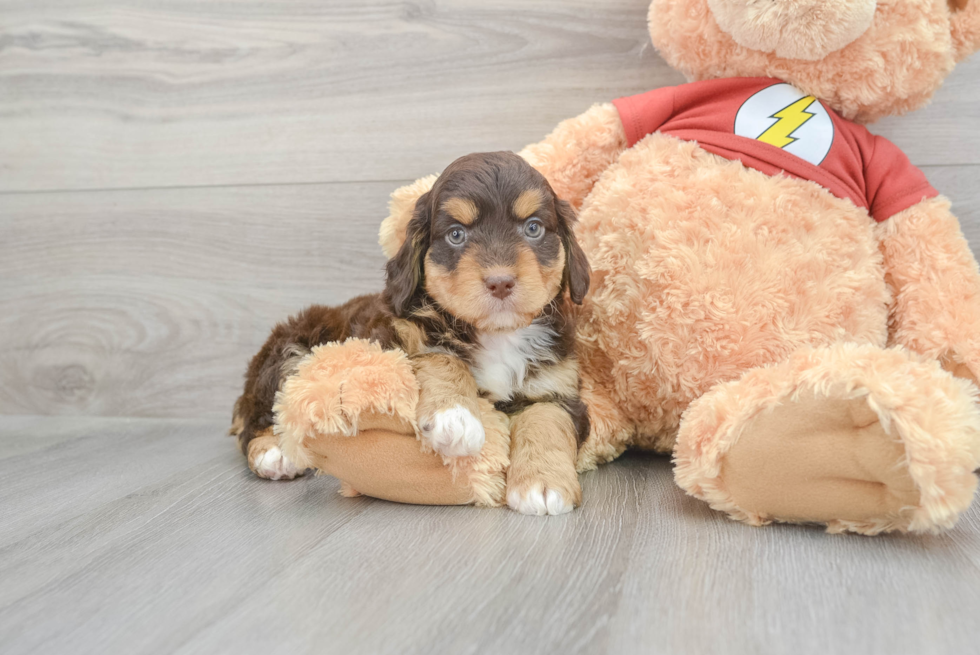 Petite Mini Aussiedoodle Poodle Mix Pup