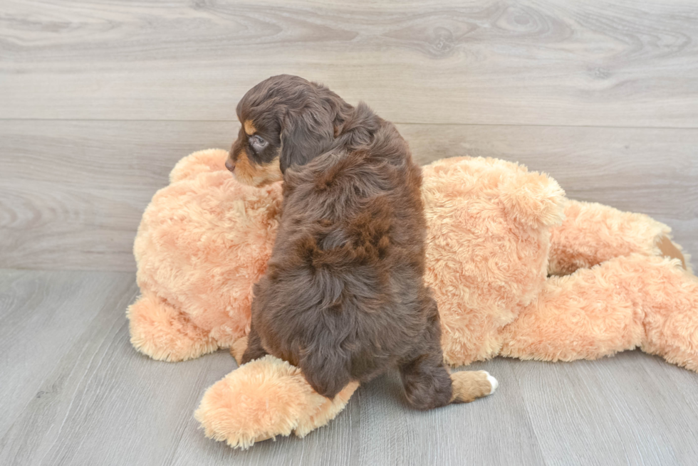 Best Mini Aussiedoodle Baby