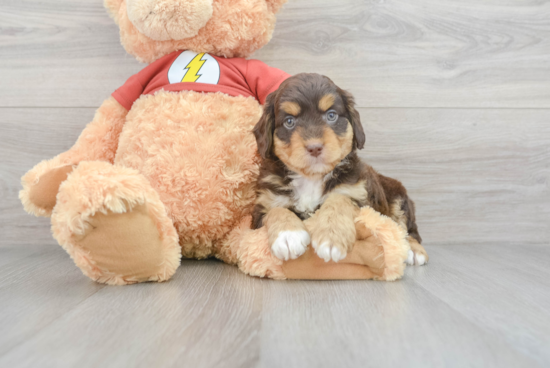 Mini Aussiedoodle Puppy for Adoption