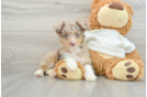 Energetic Aussie Poo Poodle Mix Puppy